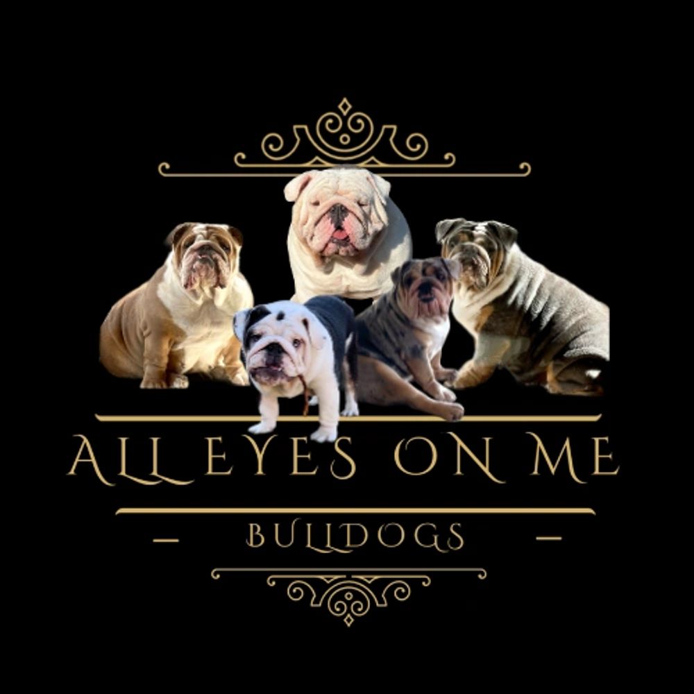 Top English Bulldog Breeders